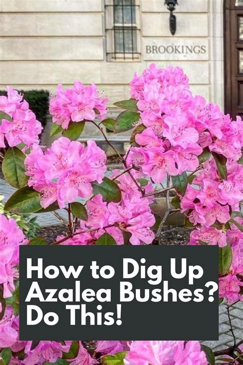 azalyastar  This newly bred variety of pink Azalea plant is called Starstyle, and you will soon find out why when you gaze your eyes upon its incredible, star-shaped flowers